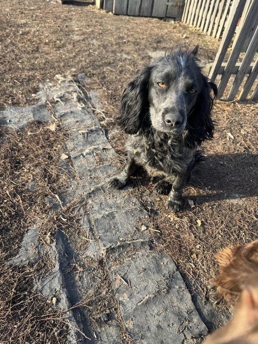 Продам руского спаниэля