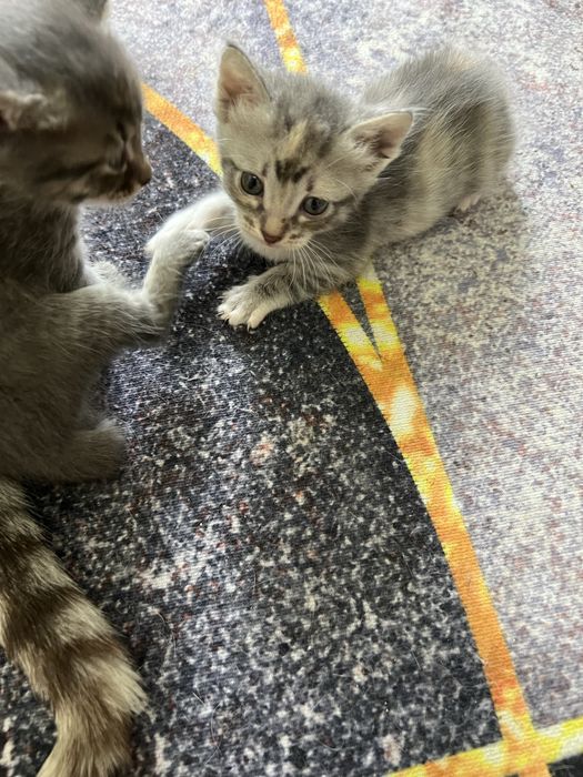 Отдам в добрые руки