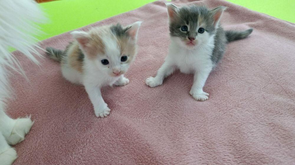 Мейн Кун момиче на 3 месеца