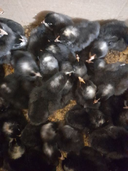 Цыплята даминант