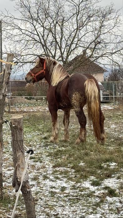 Armăsar Comtois ptr Montă