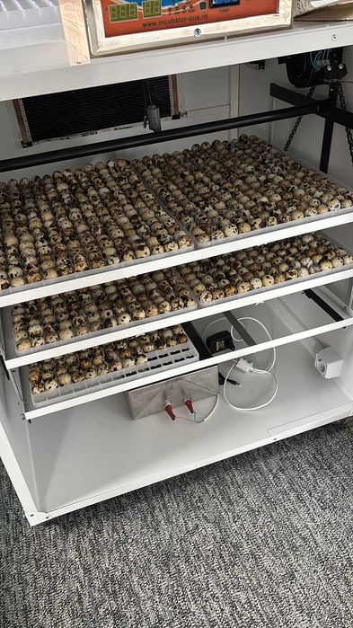 SUPER PREȚ! Ouă prepeliță proaspete + incubat (Japoneză/Polară)