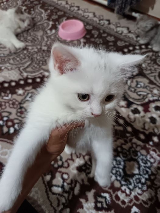 Mushucha sotiladi