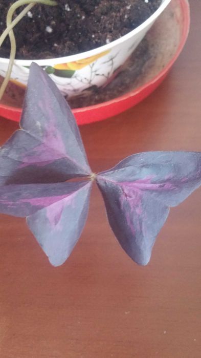 Кислица  комнатная