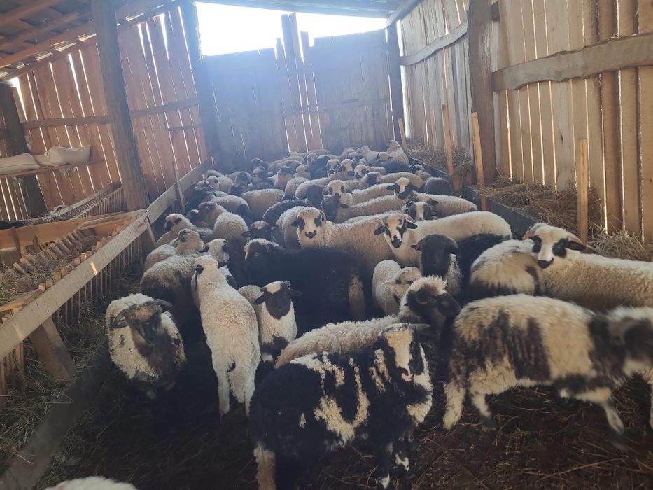 Mieii de vânzare pregătiți pentru Paște!