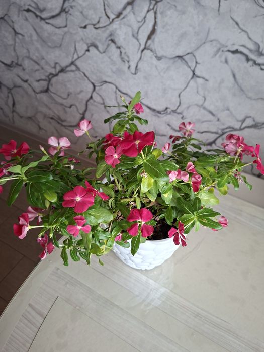 Домашний Катарантус