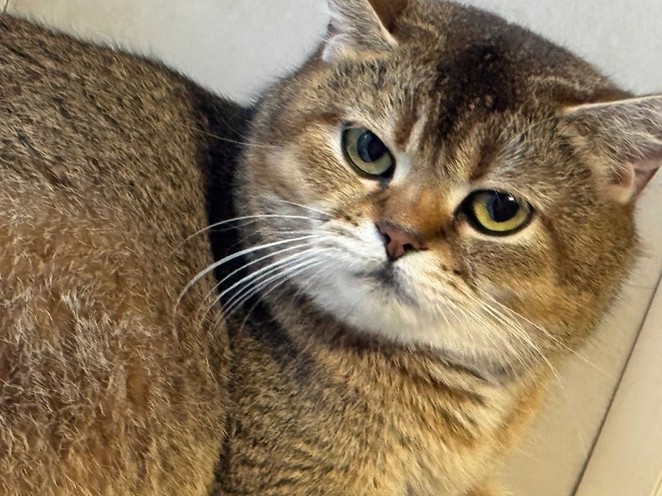 шиншилла шикарный вислоухий мальчик