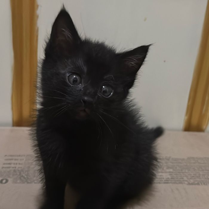 Котенок 1 месячный девочка