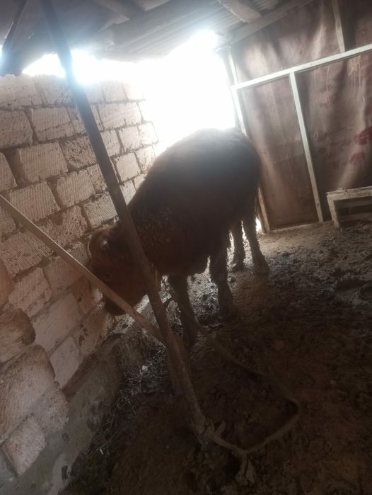 Бука саттылады мм