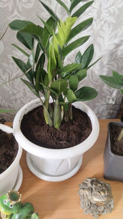 Продаю цветы комнатные красивые