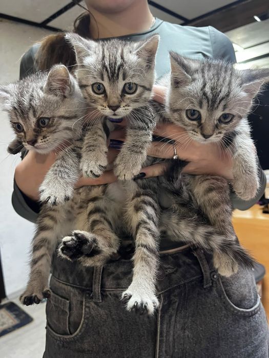 Отдам котят в добрые руки