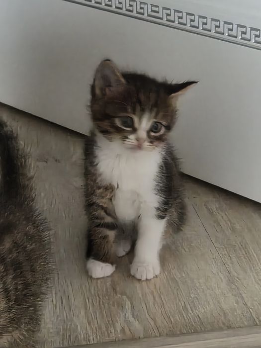 Котенок в добрые руки