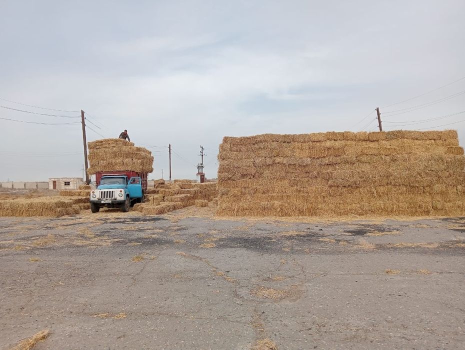 Сабан жонышка прес