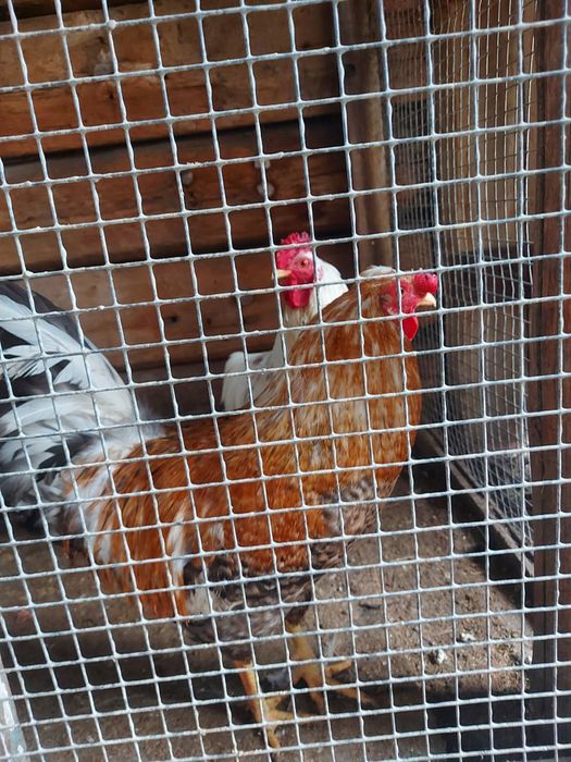 Петухи молодые, домашние.