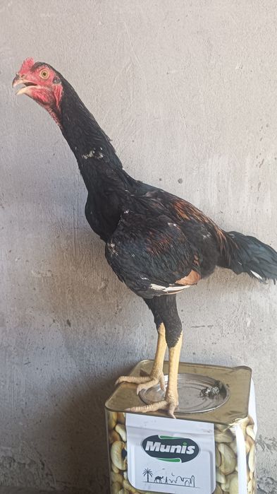 Хурозчп сотилади.