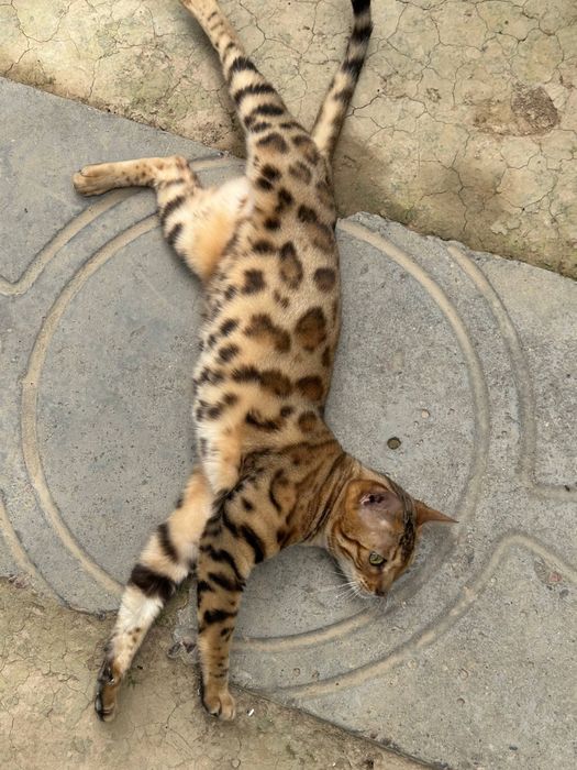 Бенгалская кошка