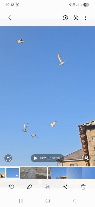 Голуби такла молодняк