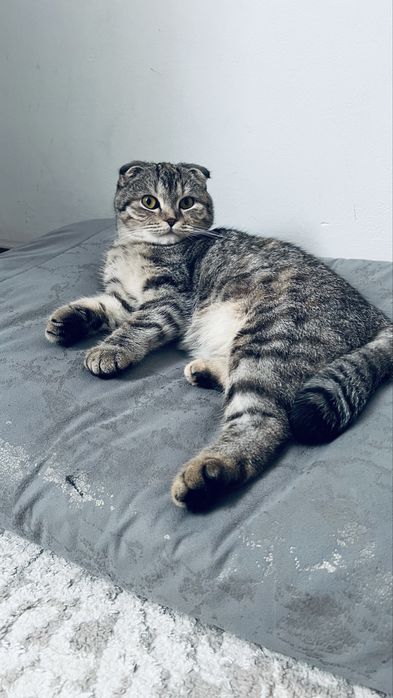 Мысык жаксы карайтын адамга