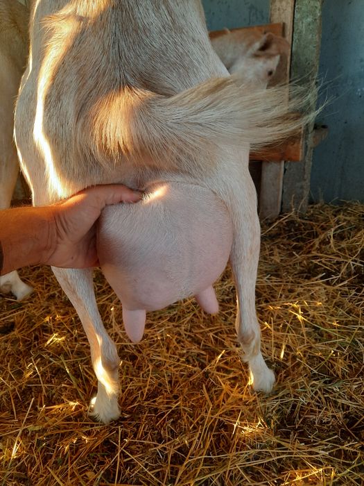 Vînd capre anogulbiană cu sannia