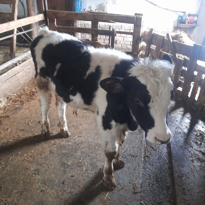 Vand un tauras intarcat