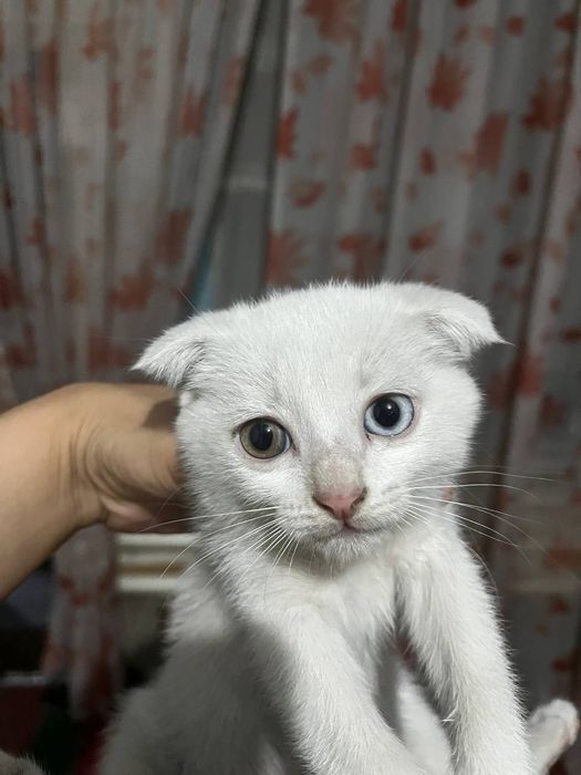 Скоттиш фолд шотландский ва Скоттиш хайланд фолдчала