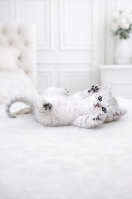 Милашки британцы серебриСТЫЕ