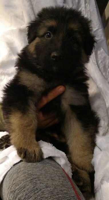 Продаются щенки нем авчарки