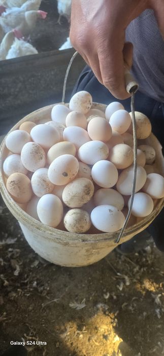 Куры несушки Легерн и Кораллы