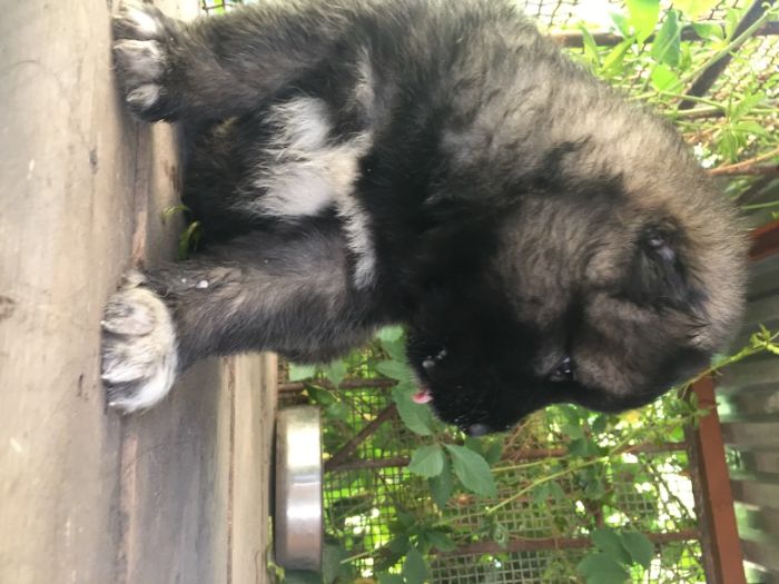 кавказская овчарка щенки