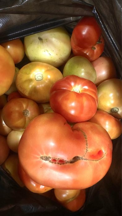 Продам дачные помидоры