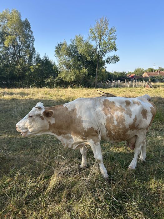 Vând 2 vaci Baltat Romaneasca