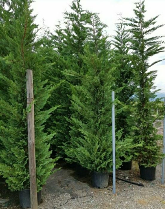 Leylandii chipaross 1,50 2m 2,50 3m