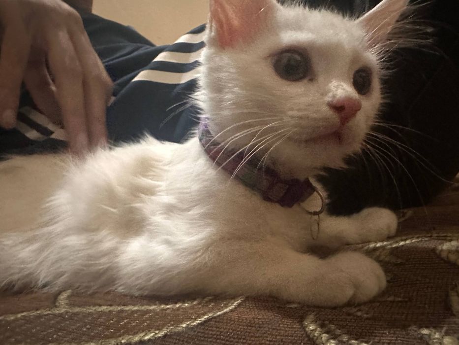 Кошка  породистая