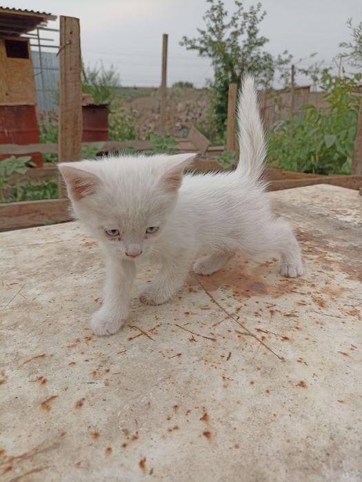 Котята в добрые руки.