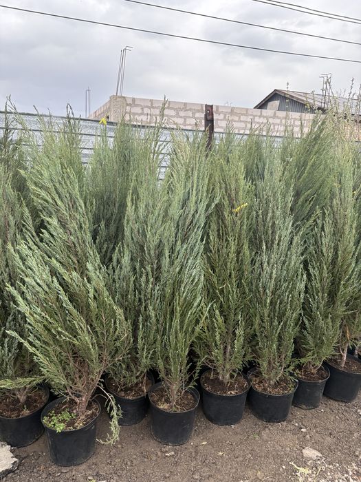 Елки туи озеленение участка