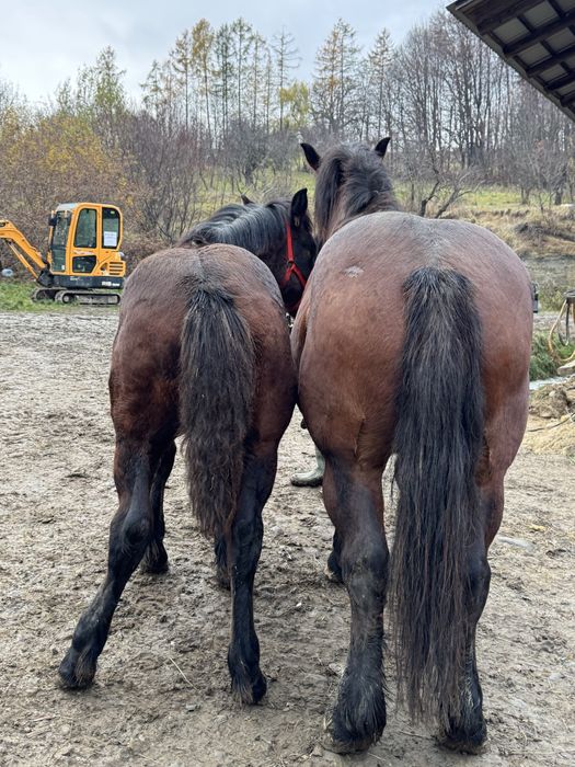 Manji de 6 luni si manza de doi ani ! (Manz , iapa )