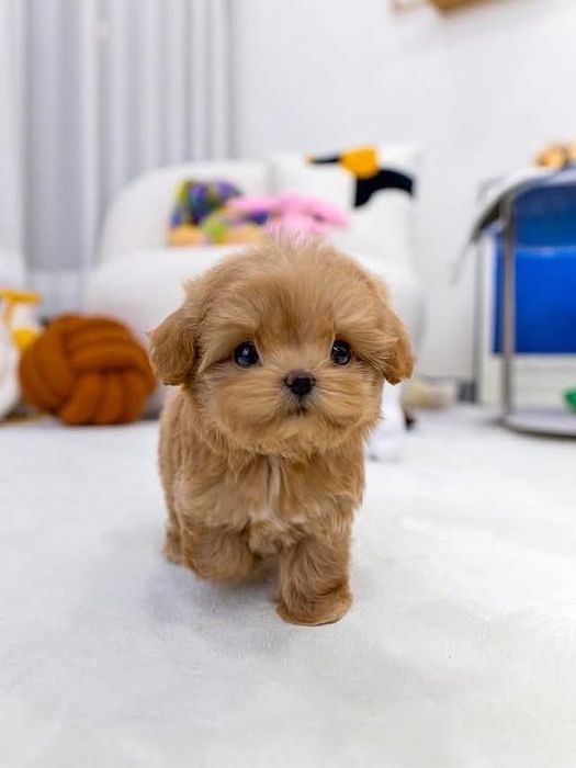 Maltipoo mini toy /pudel -poodle toy