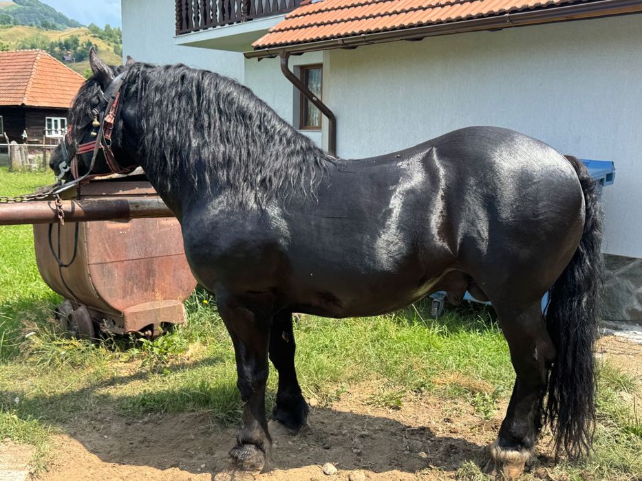 Vând armăsar în vârstă de 6 ani cuminte nu mușcă nu zvârle învățat la muncile agricole și gospodărești accept ori ce probă la plăcerea clientului