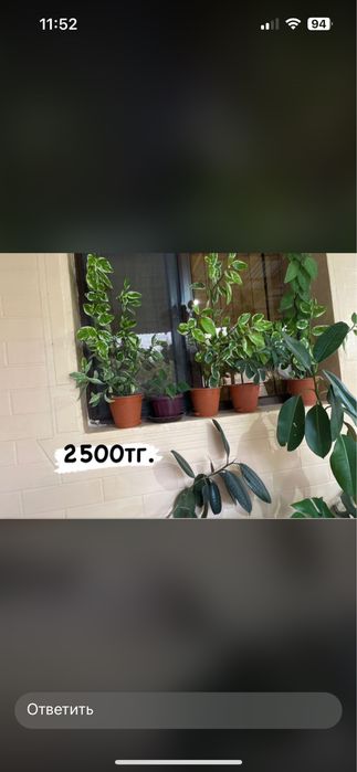 Уй гулдеры сатылады