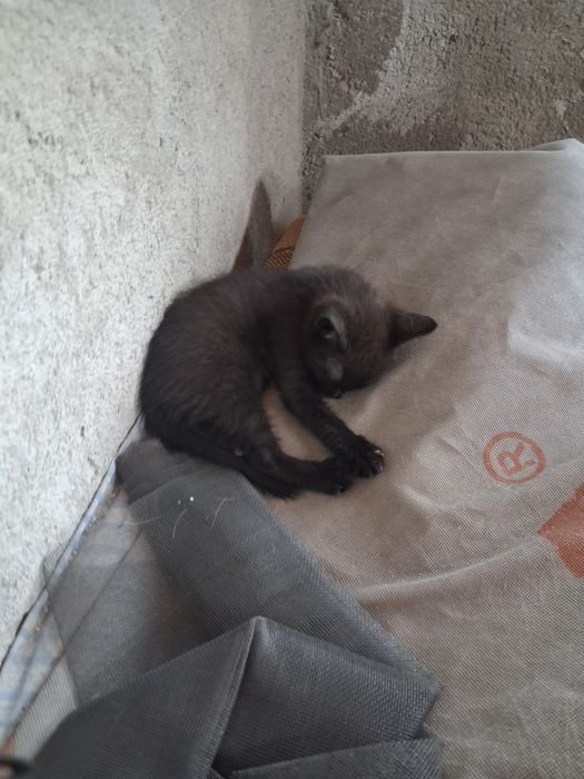 Dau pisoi spre adopție