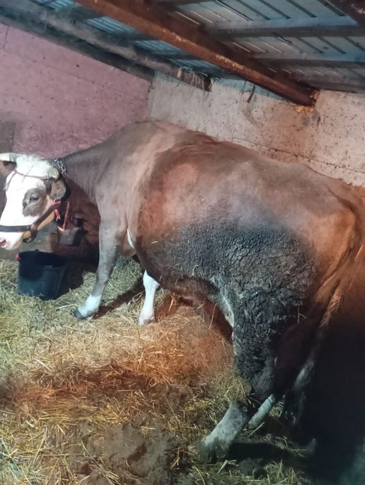 Vind vaca la alegere din 2