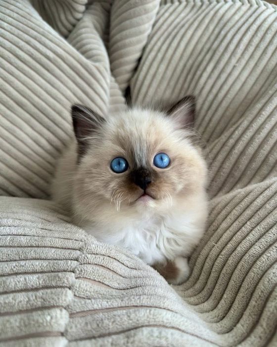 Ragdoll puiut frumos