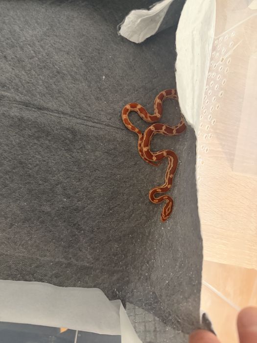 Маисовый полоз 6 месяцев