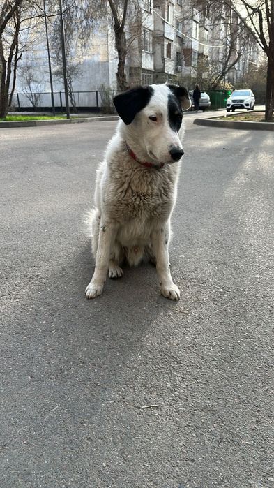 Отдам в хорошие руки