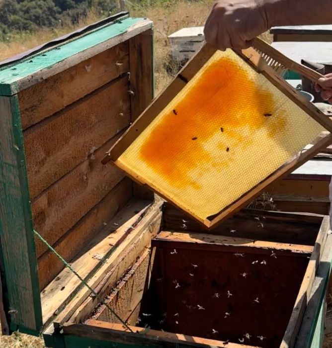 *Акция Мёд , Акция Асал , Sale Honey