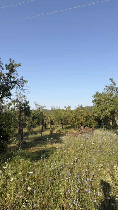 Prune pentru tuica