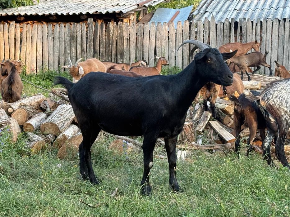 Capre tinere cu lapte!