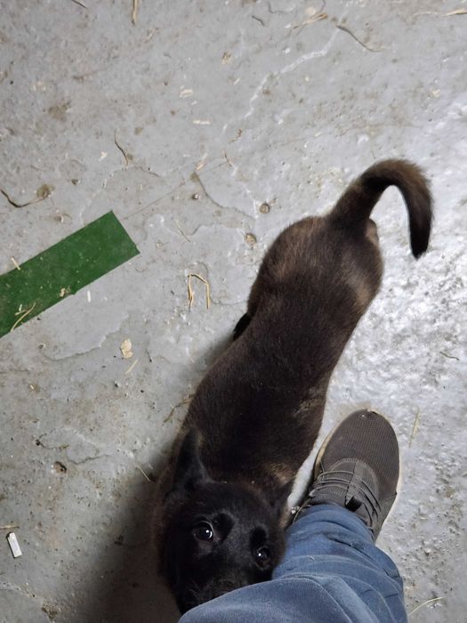 Ciobanesc belgian Malinois cu pedigree