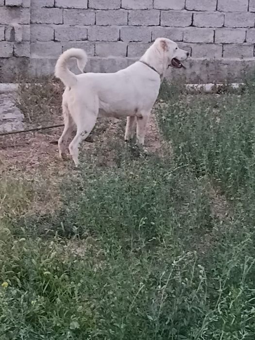 Күйлеп тұрған қаншық сатылады.