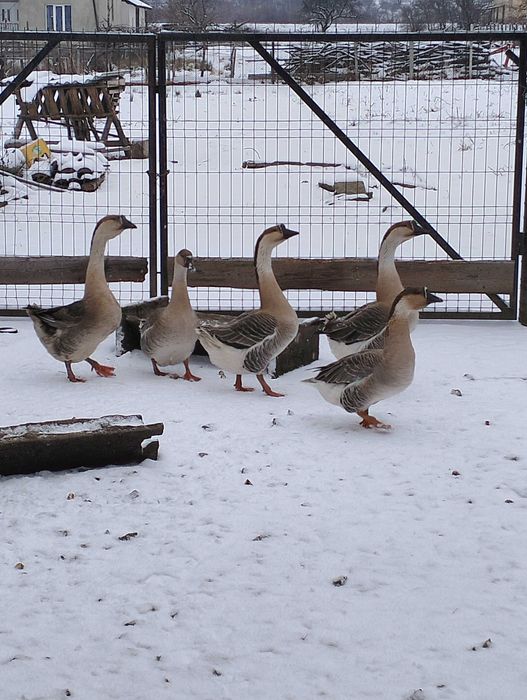 Gâște americane ouătoare pereche